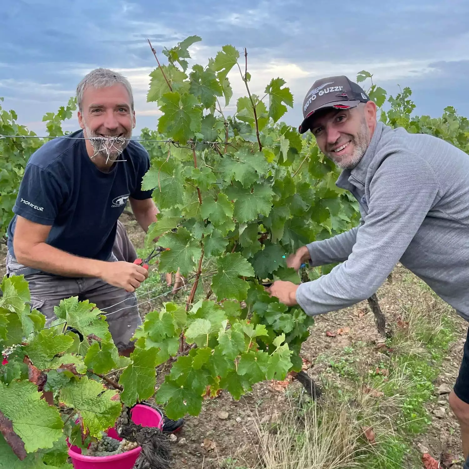 cueillette-raisins-vignes