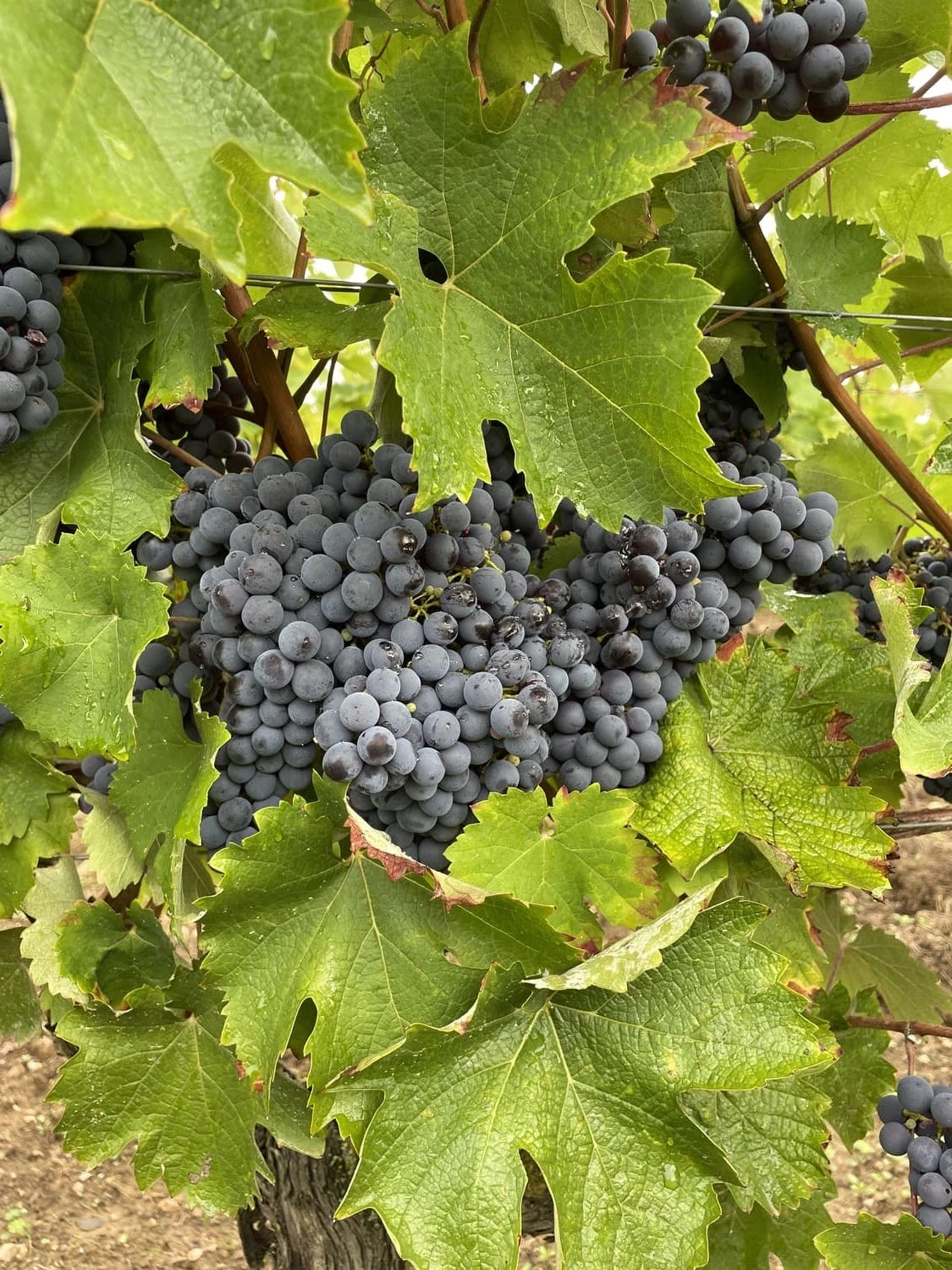grappe-de-raisin